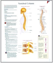 human fetal circulation